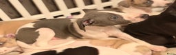 Whippet dogs for sale: KC Whippet puppies only 2 boys left  - Advert 27