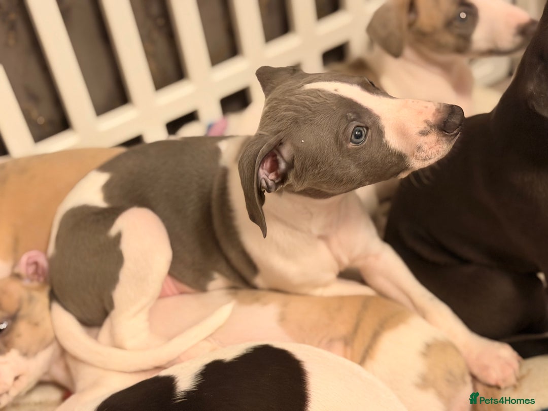 Whippet dogs for sale: KC Whippet puppies only 2 boys left  - Advert 27
