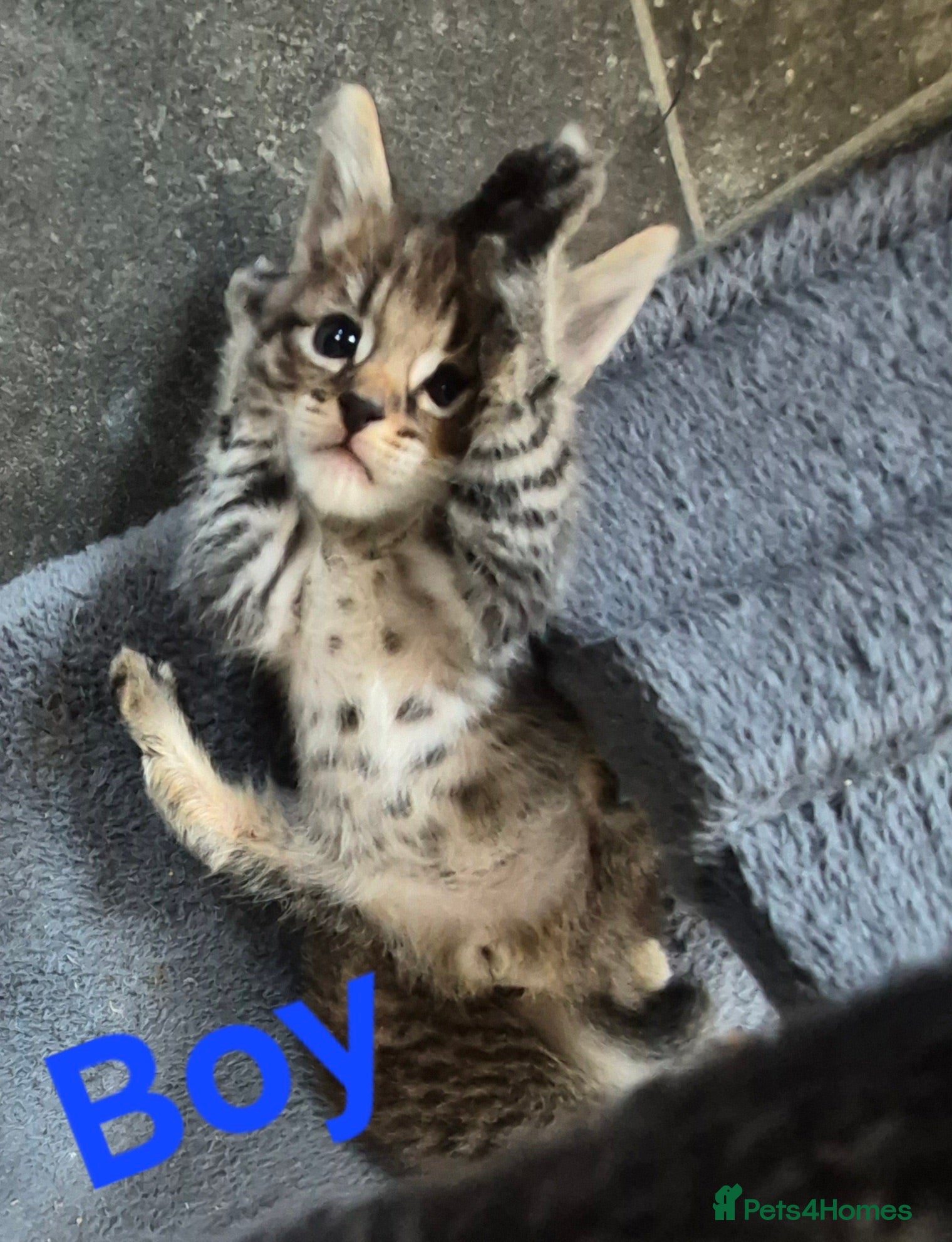 Mixed Breed cats Tabby Kittens and Tortoise Shell - Advert 2