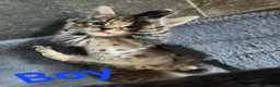 Mixed Breed cats for sale: Tabby Kittens and Tortoise Shell - Advert 2