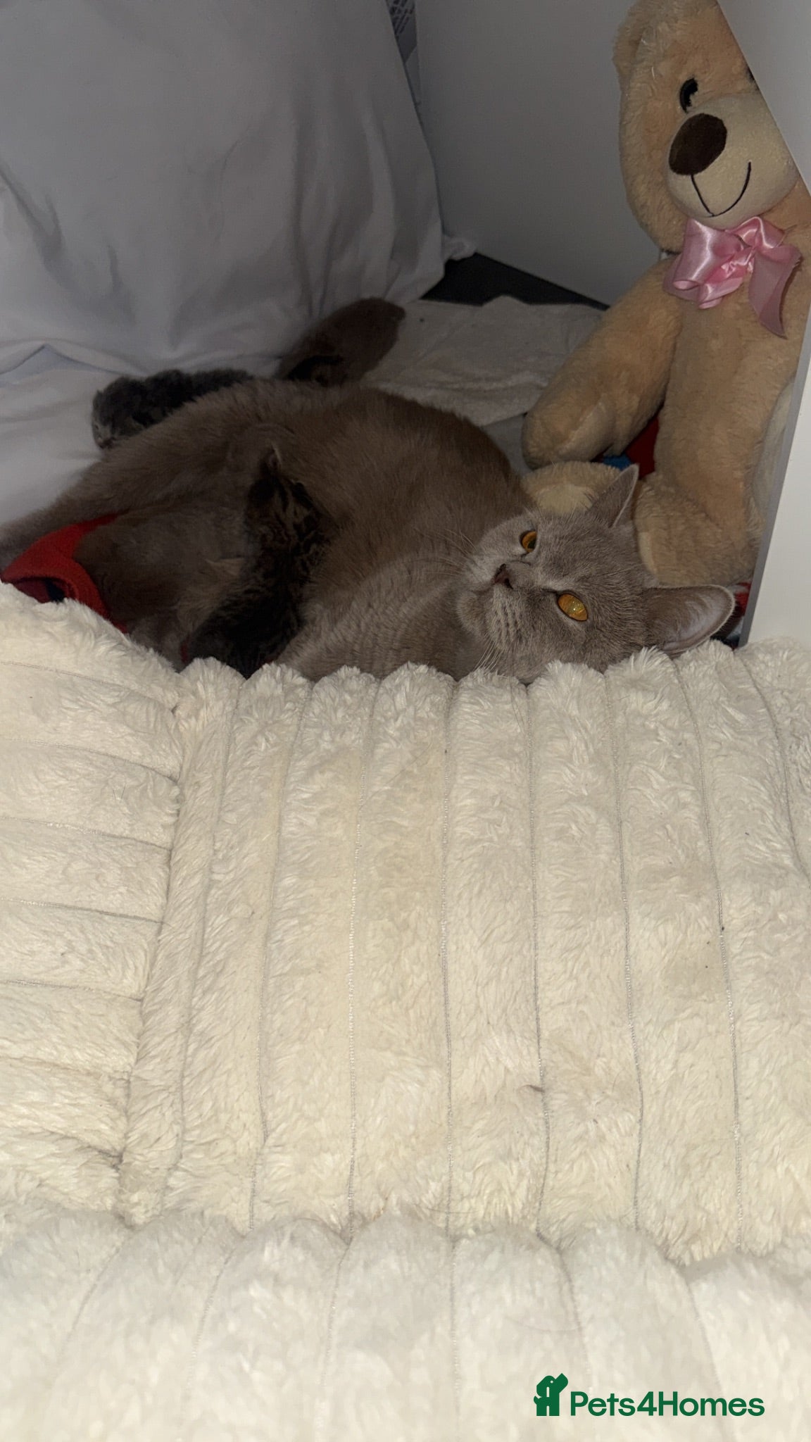Scottish Fold cats 2 Scottish fold and 2 British shorthair kittens  - Advert 1