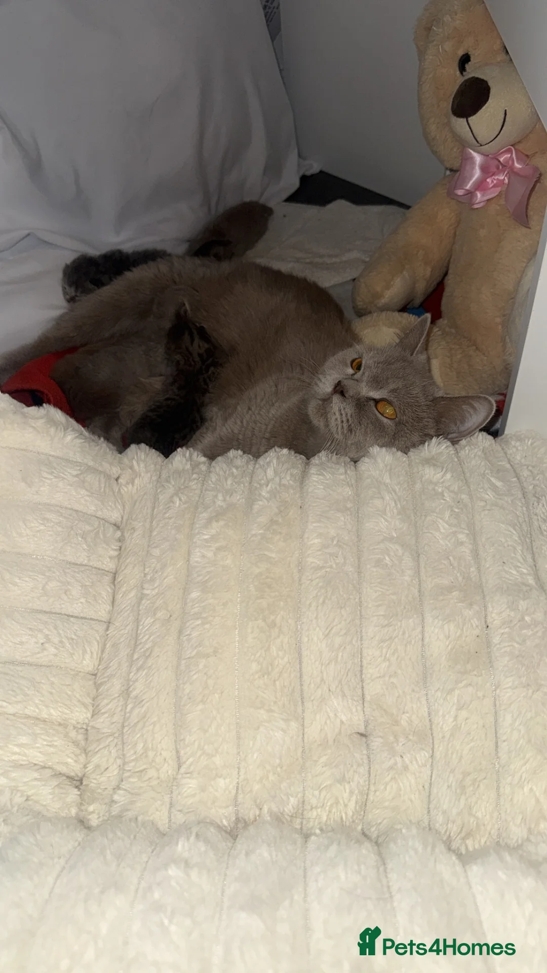 Scottish Fold cats for sale: 2 Scottish fold and 2 British shorthair kittens  - Advert 1