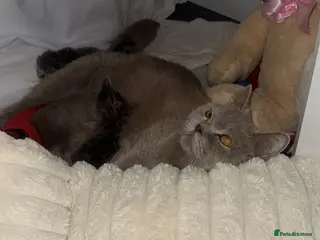 Scottish Fold cats 2 Scottish fold and 2 British shorthair kittens - Advert 1