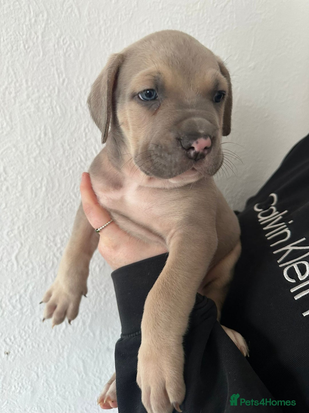 Mixed Breed dogs for sale: Cane corso x alpha blue bulldog puppies  - Advert 2