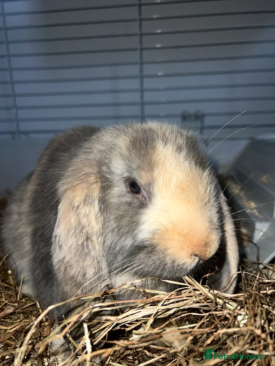 English Lop rabbits for sale: Smudge female English lop in Bromsgrove - Advert 3