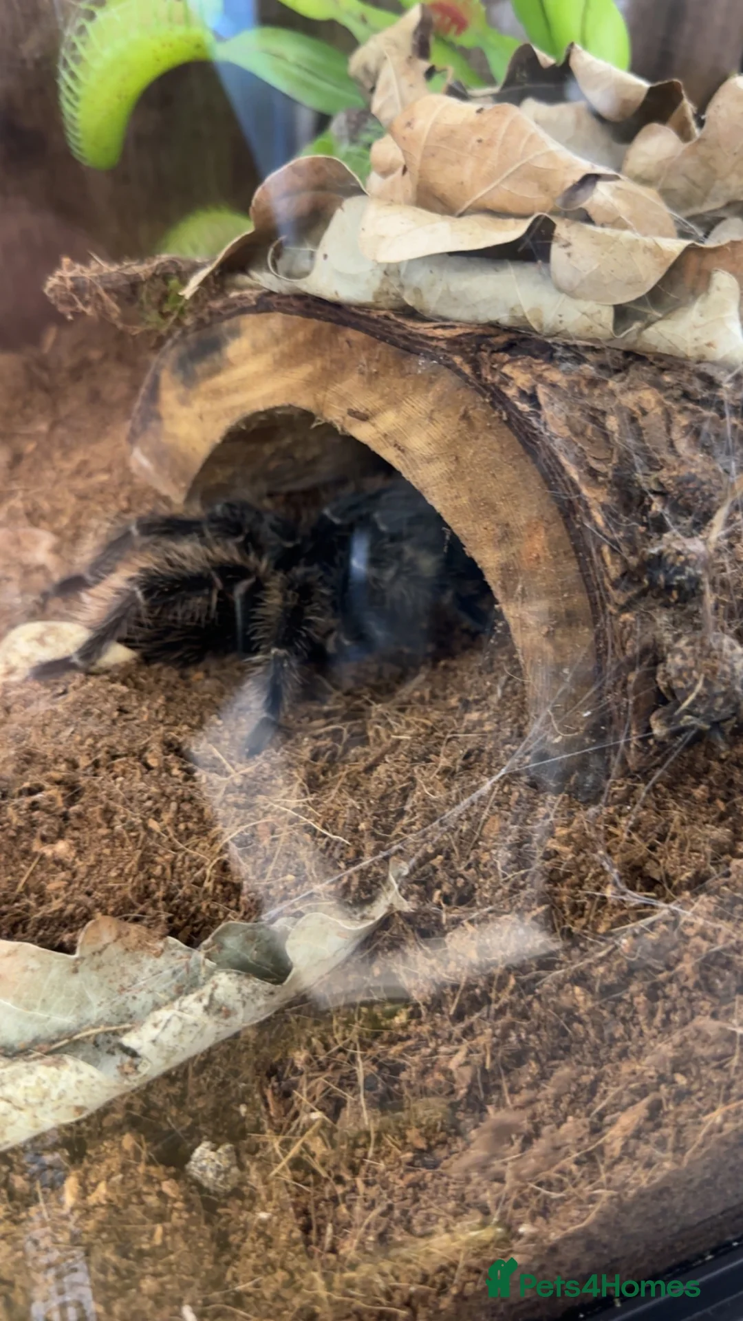 Tarantulas invertebrates for sale: Salmon pink Brazilian bird eater  in York - Advert 4