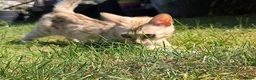 Bengal cats for sale: **Last Snow Lynx Bengal Kitten** TICA - Advert 11