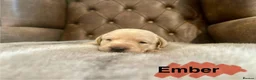 Labrador Retriever dogs for sale: FTCH CHAMPION🏆 KC HEALTH TESTED STAR STUDED PED⭐️ in Lewes - Advert 5
