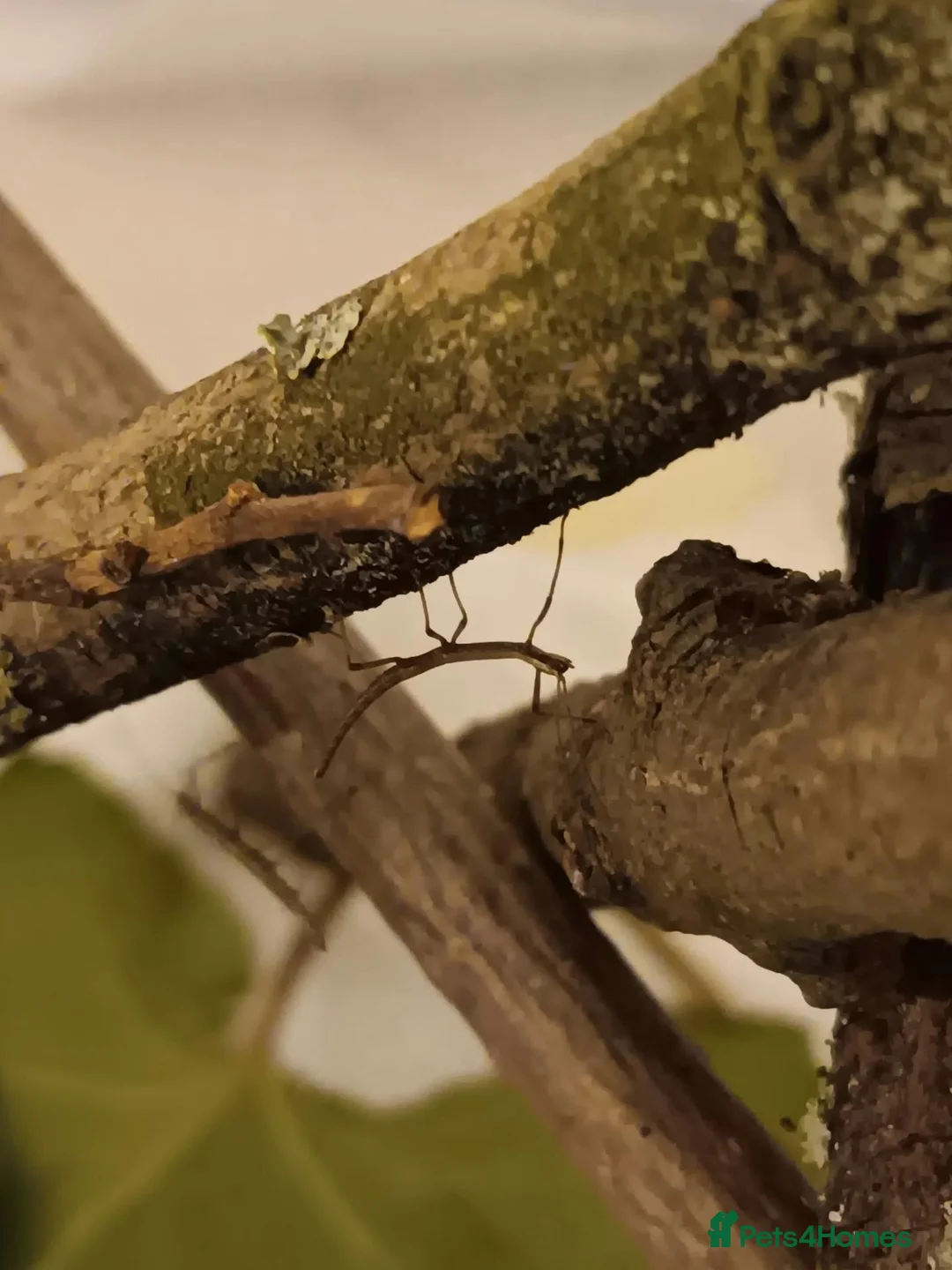 Stick Insects invertebrates for sale: Indian stick insect nymphs  - Advert 1