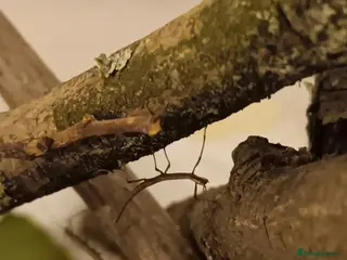 Stick Insects invertebrates Indian stick insect nymphs - Advert 1
