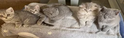 Scottish Fold cats for sale: Scottish Fold and Scottish straight kittens. - Advert 1