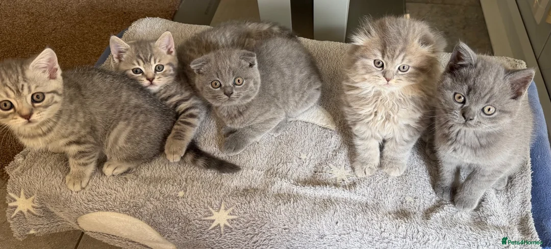 Scottish Fold cats for sale: Scottish Fold and Scottish straight kittens. - Advert 1