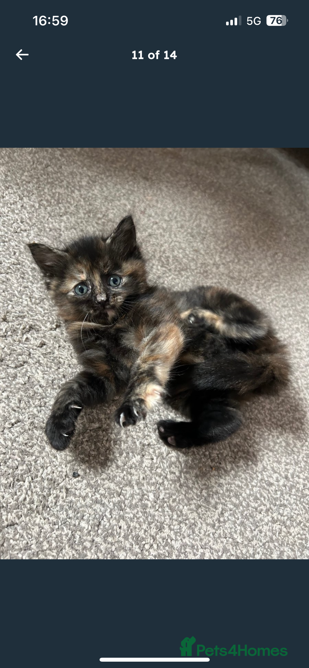 Mixed Breed cats for sale: 2 fluffy girls left out of litter of 5 - Image 1