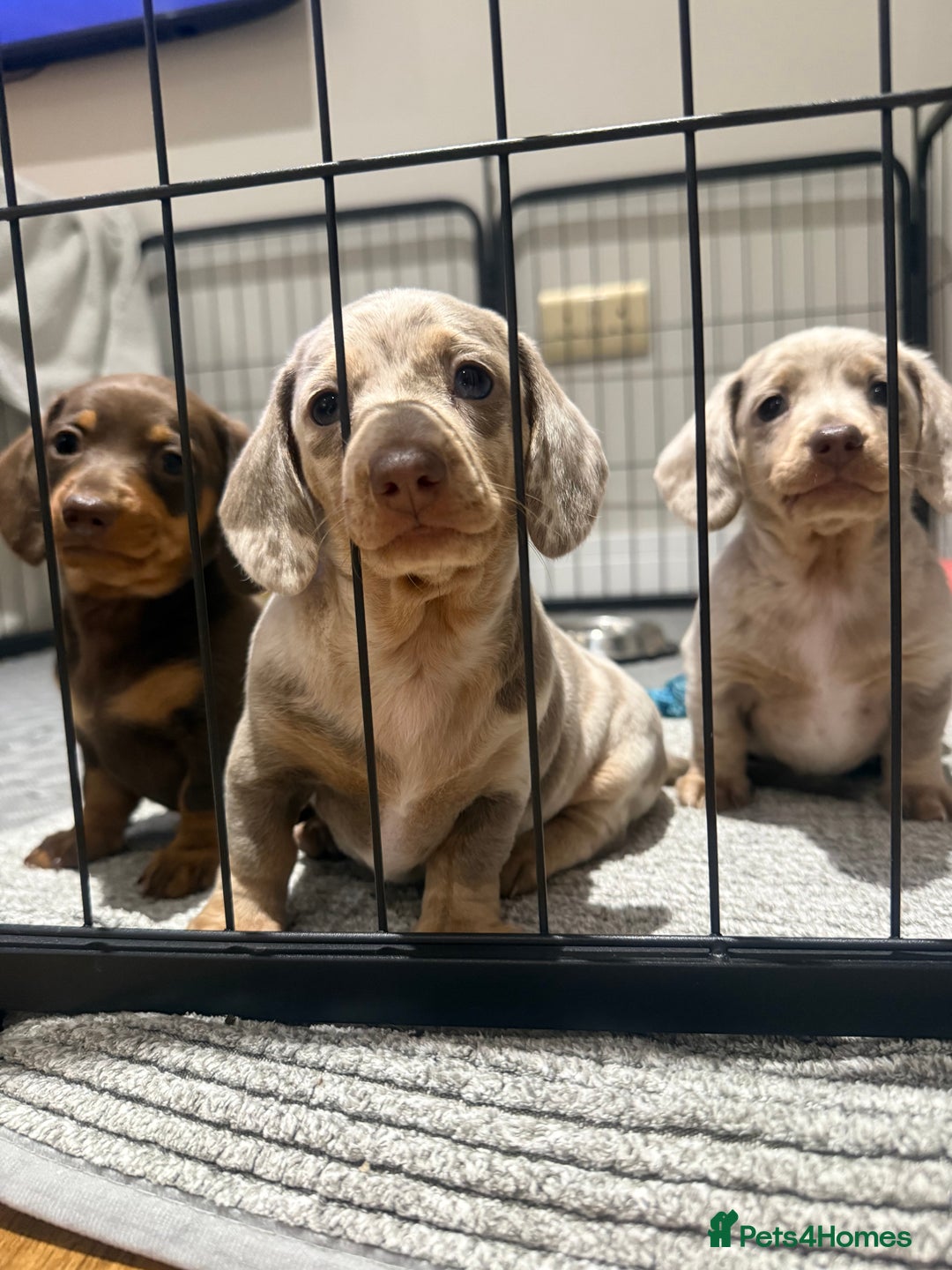 Miniature Dachshund dogs for sale: Beautiful Miniature Dachshund Puppies - Advert 1