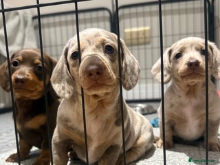 Miniature Dachshund dogs Beautiful Miniature Dachshund Puppies - Advert 11