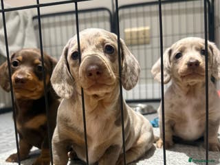 Miniature Dachshund dogs Beautiful Miniature Dachshund Puppies - Advert 16