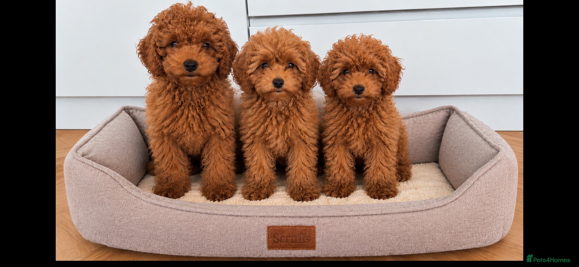 Cavapoo dogs Family Raised Cavapoo Puppies ready to Reserve!  - Advert 1