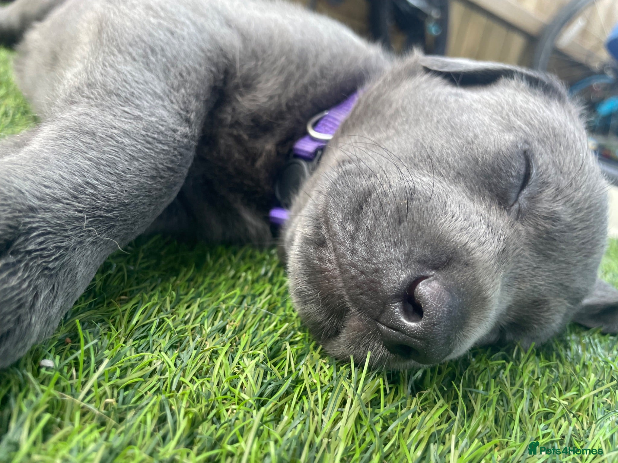 Mixed Breed dogs Labrador x lurcher (lurchador) - Advert 2