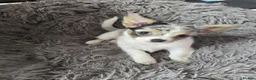 Chihuahua dogs for sale: Adorable Chihuahua Puppies  in Chelmsford - Advert 2