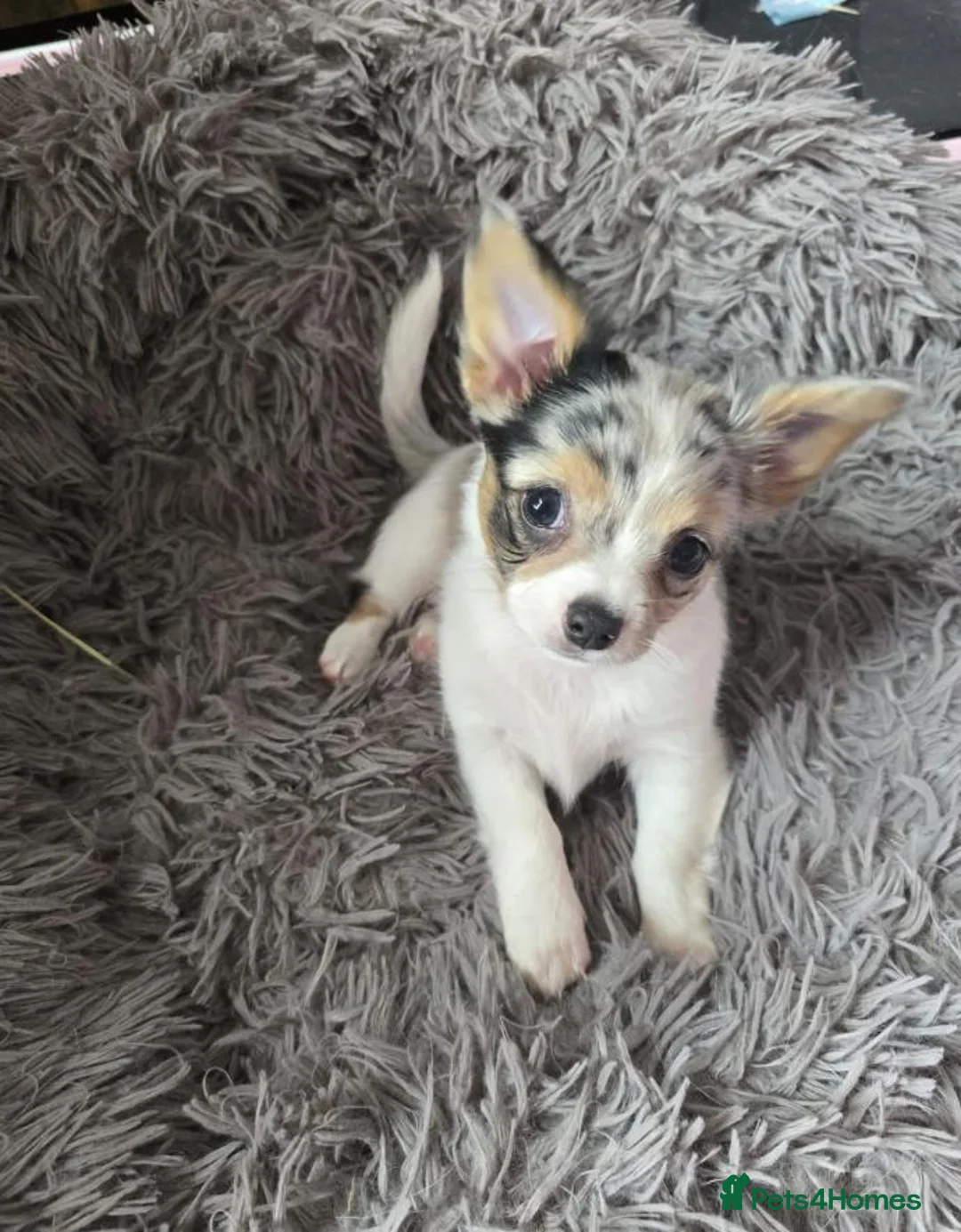 Chihuahua dogs for sale: Adorable Chihuahua Puppies  in Chelmsford - Advert 2