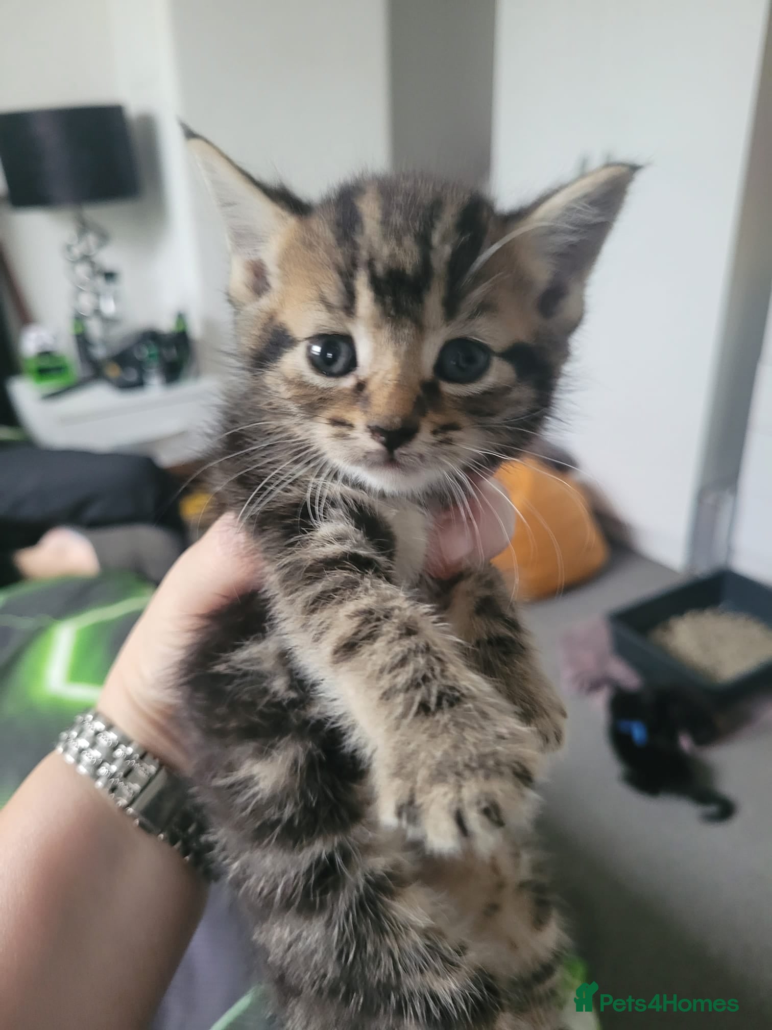 British Shorthair cats Beautiful Kittens 🐾Well Socialised, Loving  Pets - Advert 2