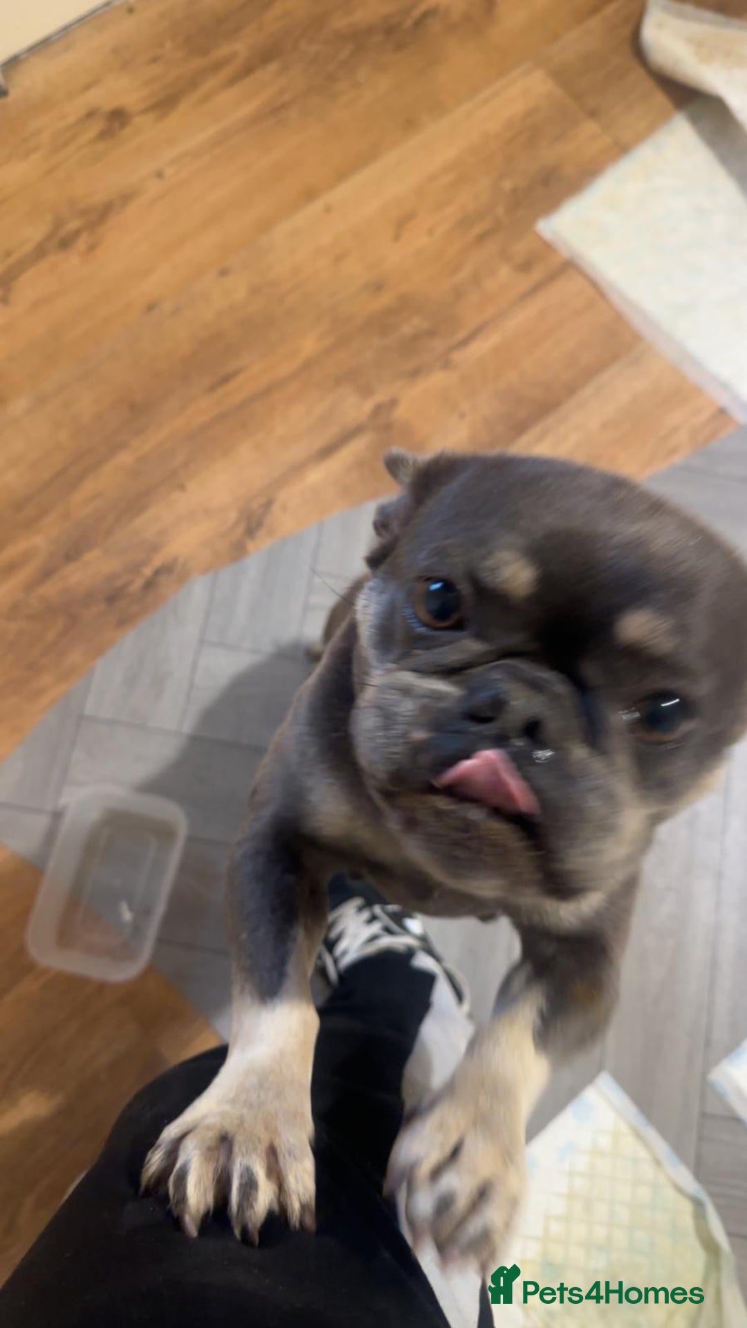 French Bulldog dogs for sale: French bulldogs Puppies - Advert 2