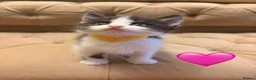 Mixed Breed cats for sale: Gorgeous Bundles of Fun - Advert 4