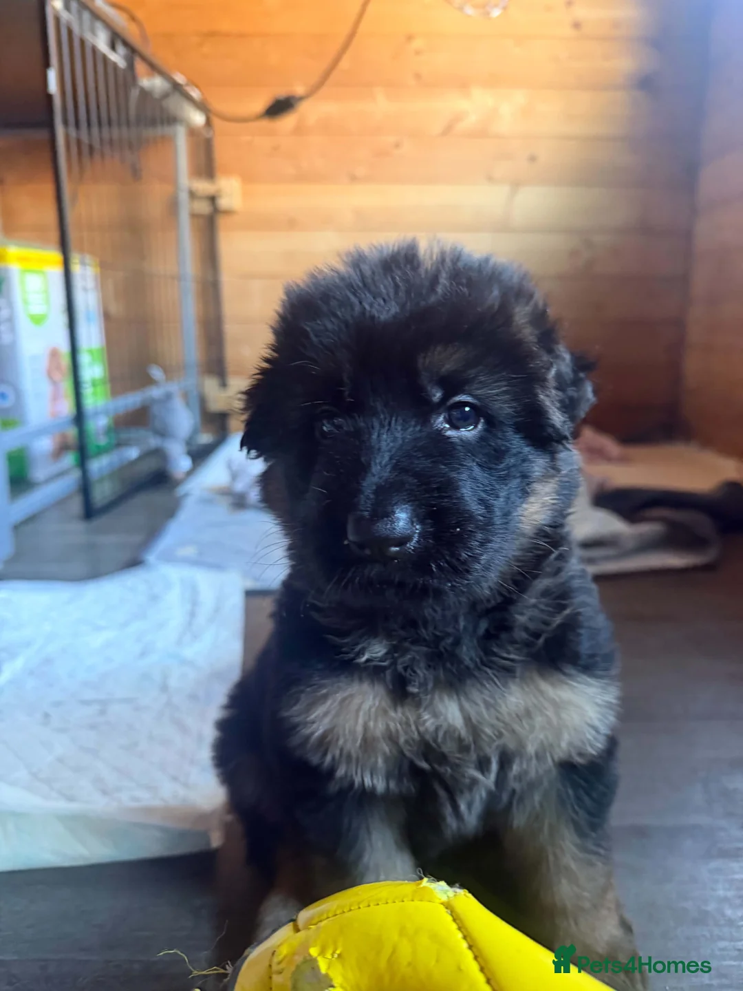German Shepherd dogs for sale: German Shepherd Male Puppy – Excellent Temperament - Advert 2