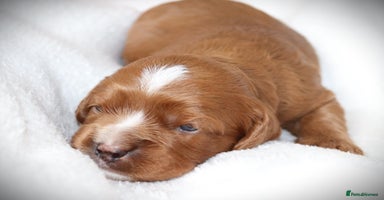Cavapoo dogs - Advert 2