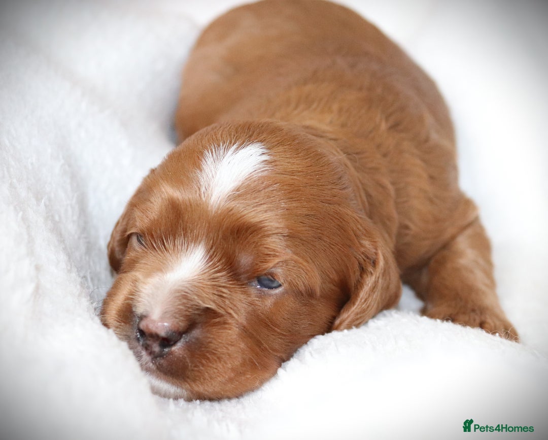 Cavapoo dogs for sale: 🌟Rare F1b Reverse Cavapoo(3/4 Cavalier1/4 Poodle) - Image 3