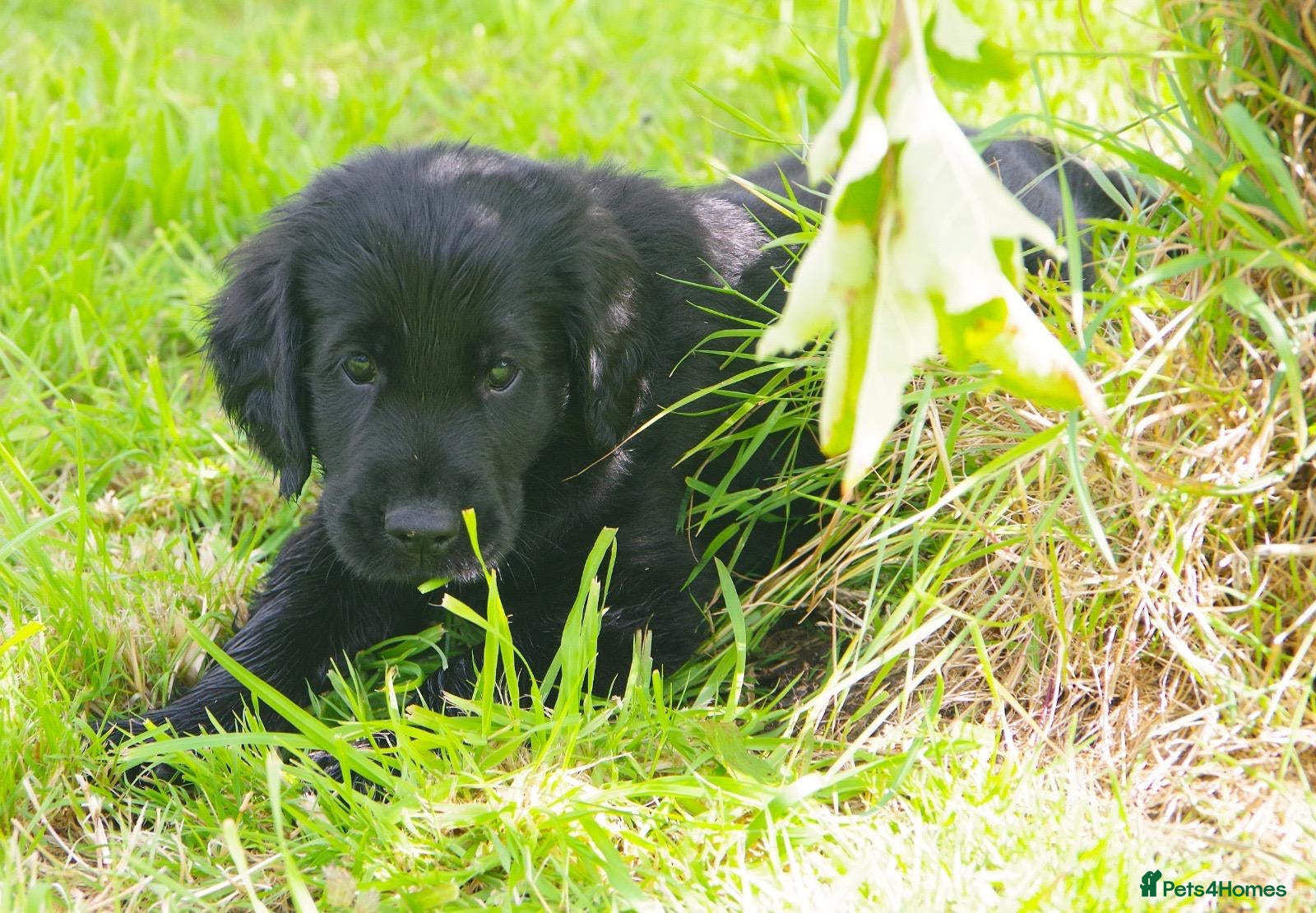 Flat coated Retriever dogs Flat coat retriever puppies 2 left - Advert 9