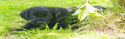Flat coated Retriever dogs for sale: Ready now Flat coat retriever 2 left 1 boy 1 girl - Advert 1