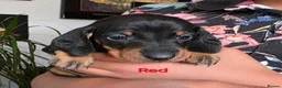 Miniature Dachshund dogs for sale: BLACK/TAN Adorable dachshund puppies for sale😍 - Advert 29