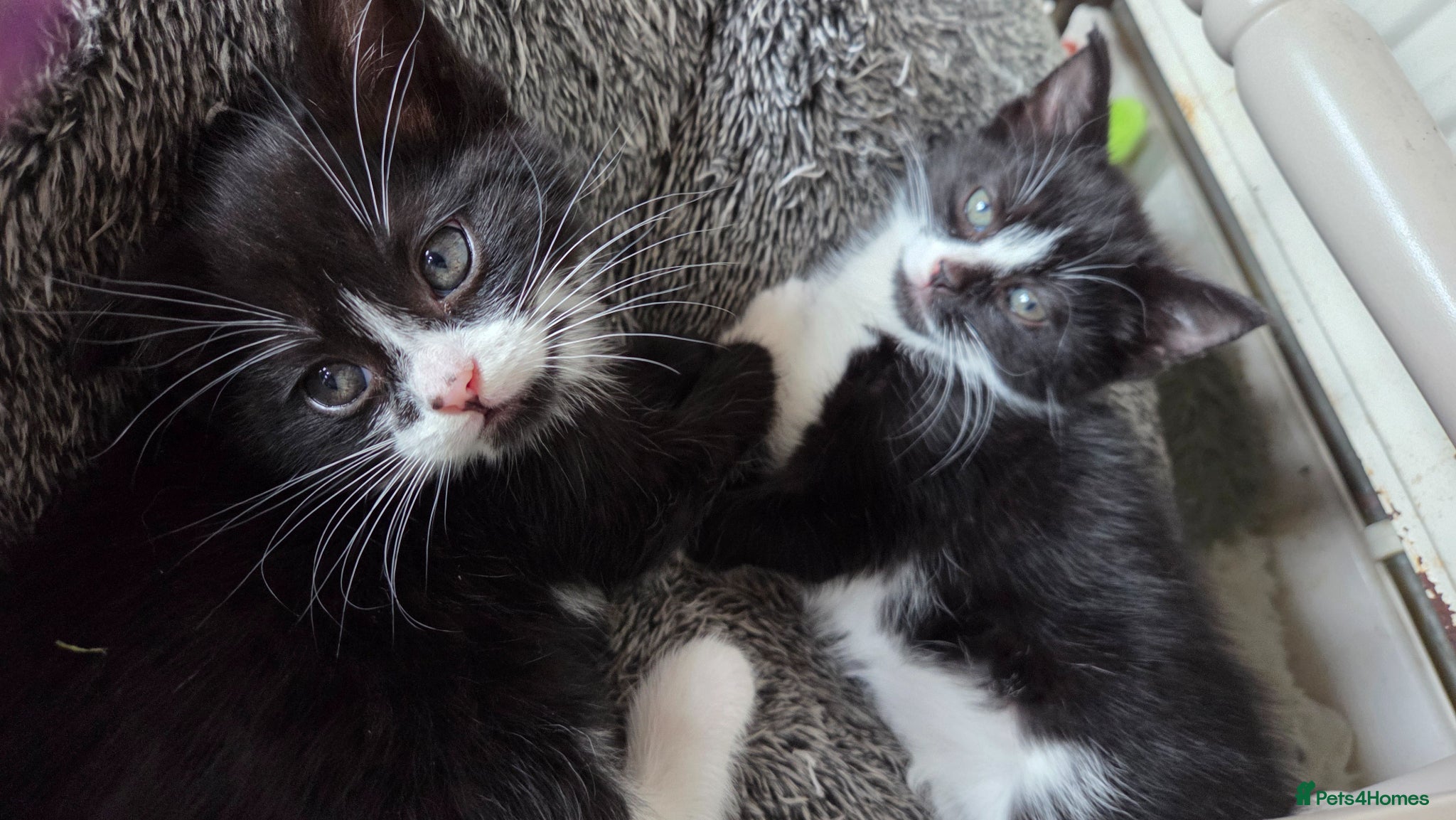 Mixed Breed cats 2 Beautiful Black and White Female Kittens  - Advert 1