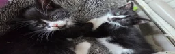Mixed Breed cats for sale: 2 Beautiful Black and White Female Kittens  - Advert 1
