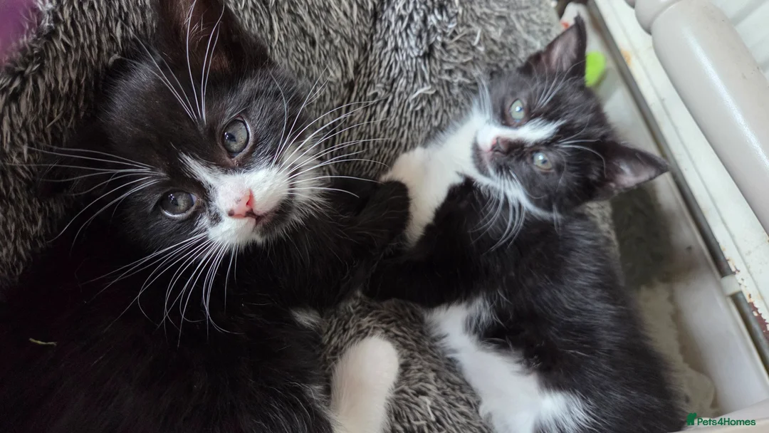 Mixed Breed cats for sale: 2 Beautiful Black and White Female Kittens  - Advert 1