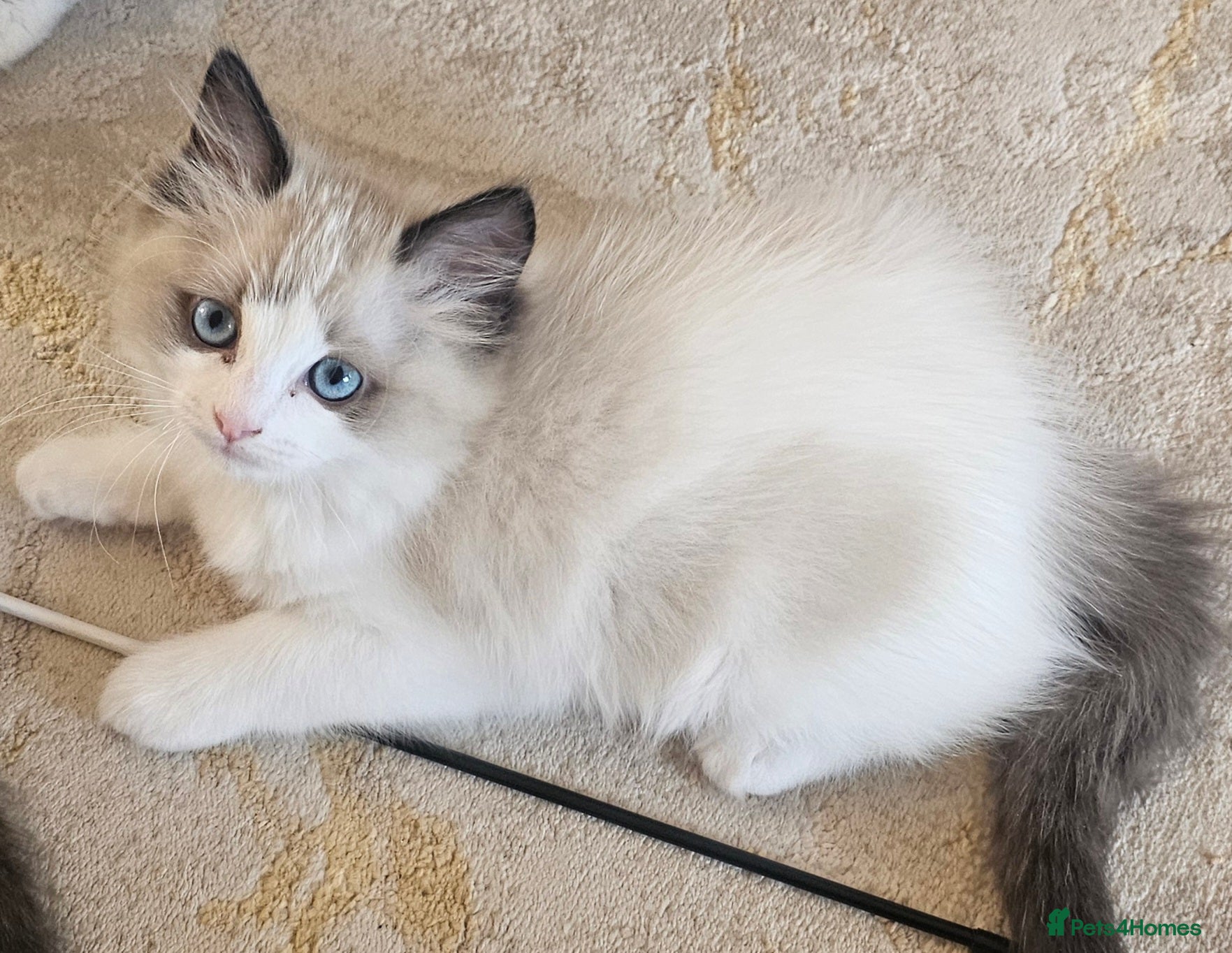 Ragdoll cats Ragdoll Tica Pedigree kittens - Advert 3
