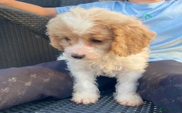Cavapoo dogs for sale: Cavapoo litter  - Image 10