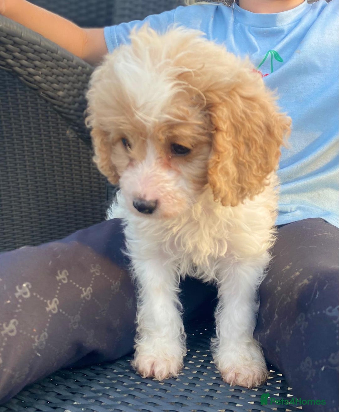 Cavapoo dogs for sale: Cavapoo litter  - Image 10