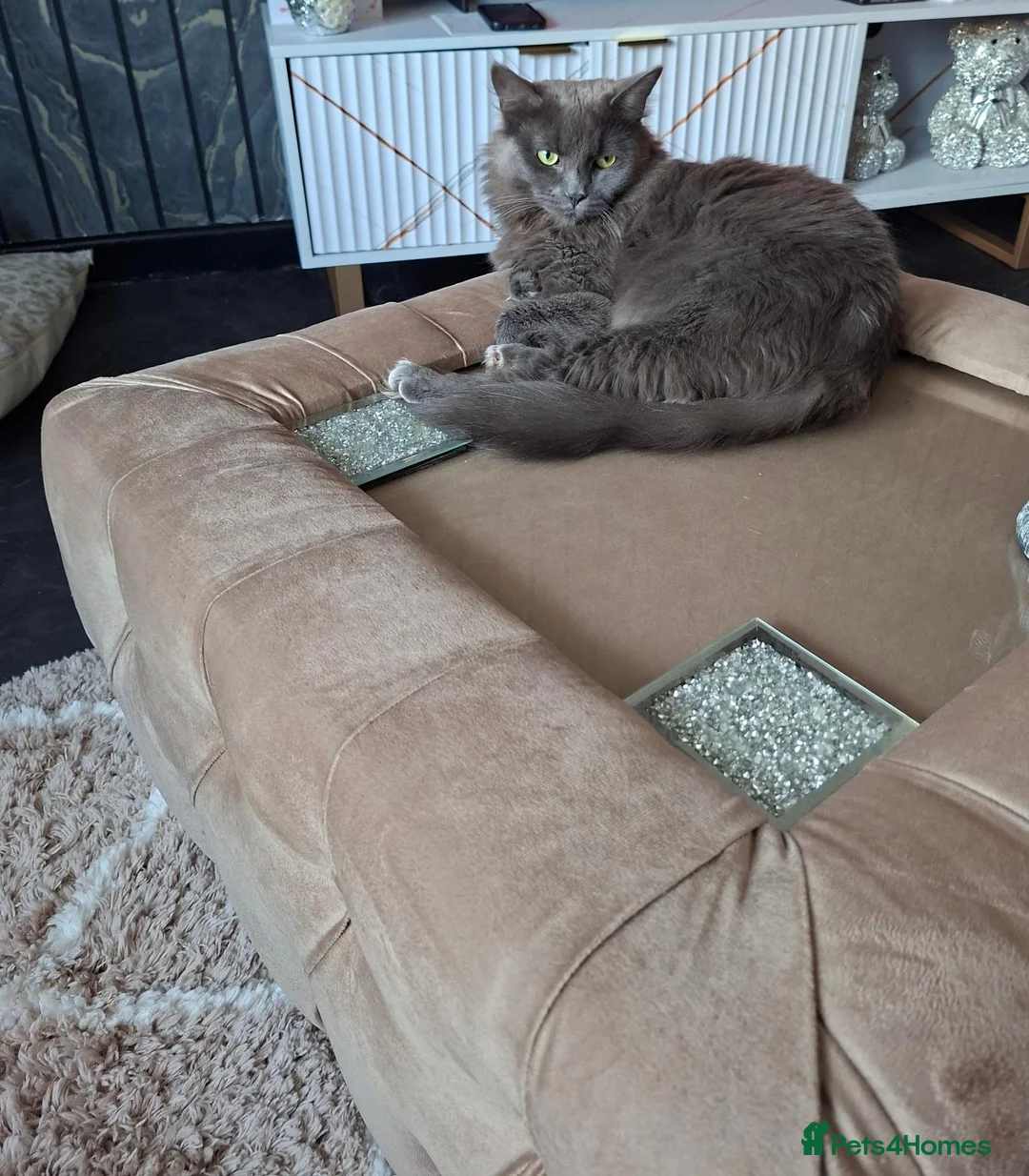 Mixed Breed cats for sale: Creed - Advert 2