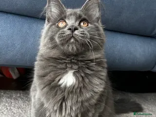 Maine Coon cats Maine coon last blue girl available 💜 - Advert 5