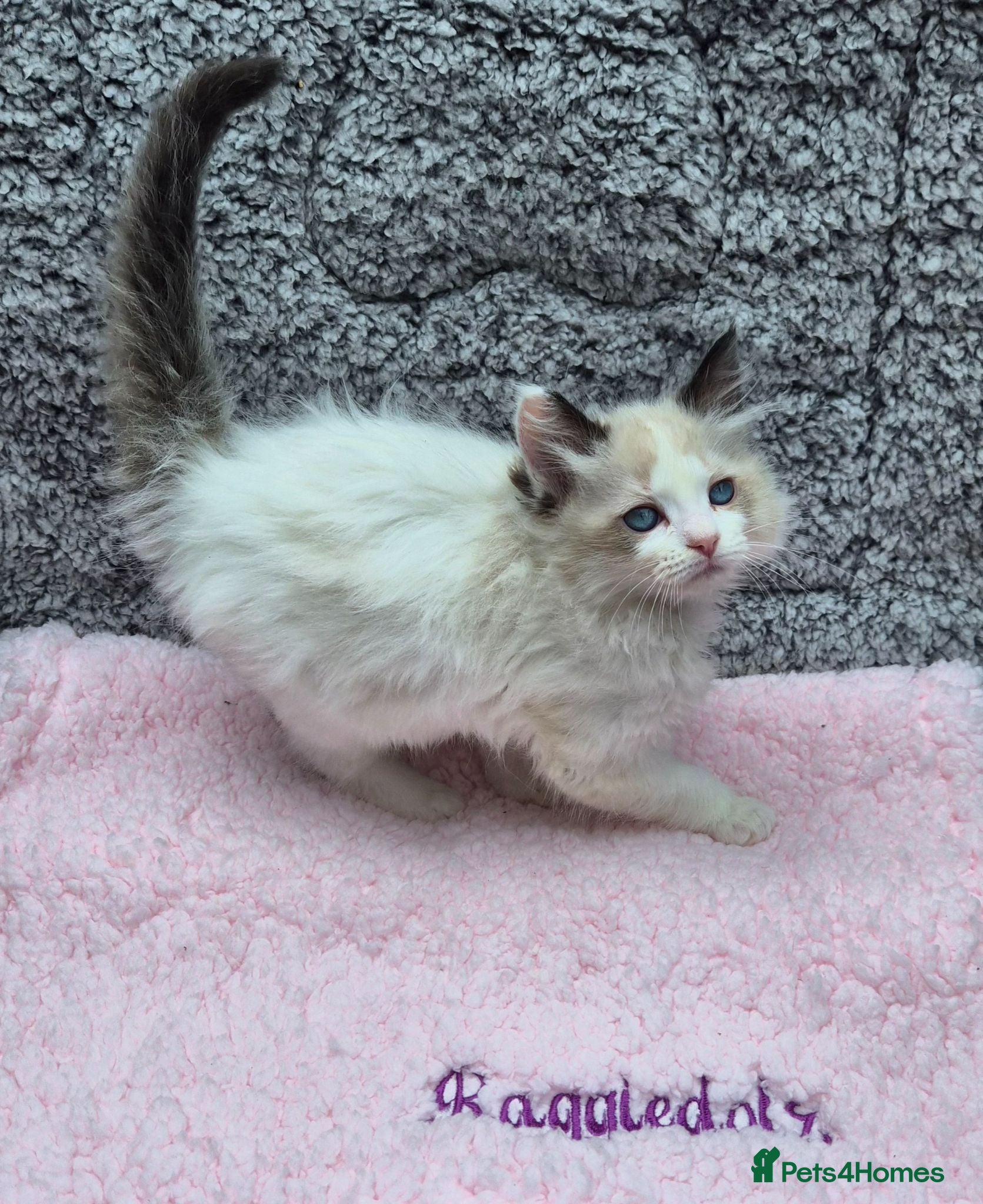 Ragdoll cats GCCF Registered Ragdoll Kittens  - Advert 1