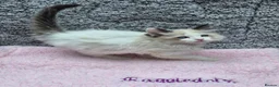 Ragdoll cats for sale: GCCF Registered Ragdoll Kittens  - Advert 4