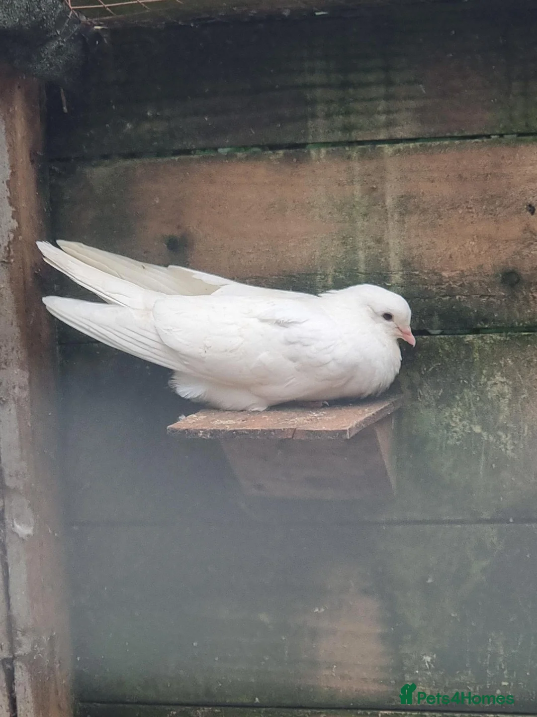 Pigeons birds for sale: Young tipplers,tumblers and racers for sale £3 - Advert 2