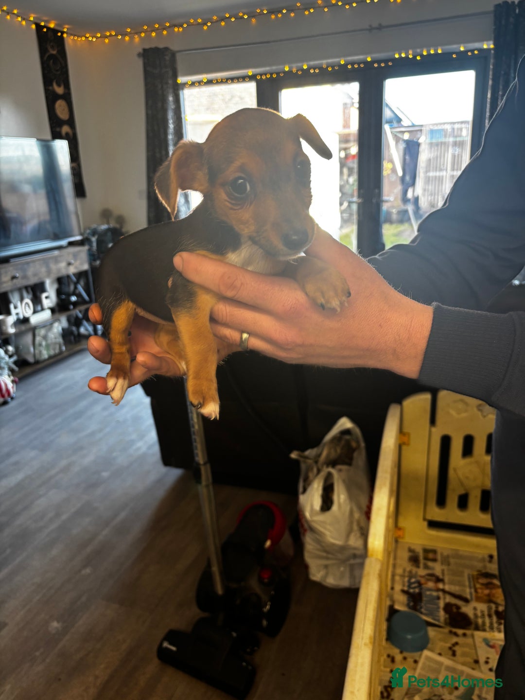 Jack Russell dogs for sale: Beautiful miniature pure Jack Russell’s  - Advert 12