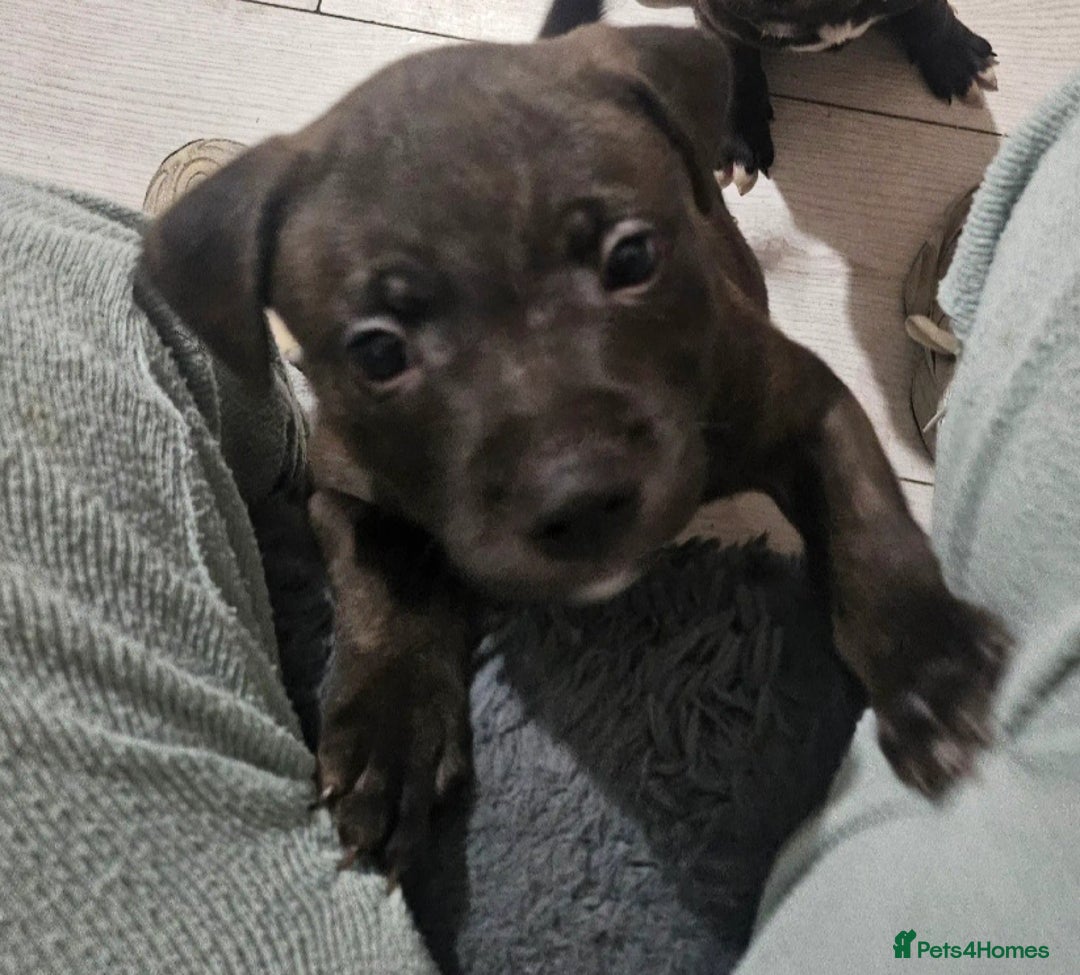 Staffordshire Bull Terrier dogs for sale: Staffie puppies - Advert 4