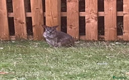 Mixed Breed livestock for sale: Male wallaby  - Image 1
