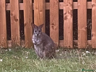 Mixed Breed livestock - Advert 20