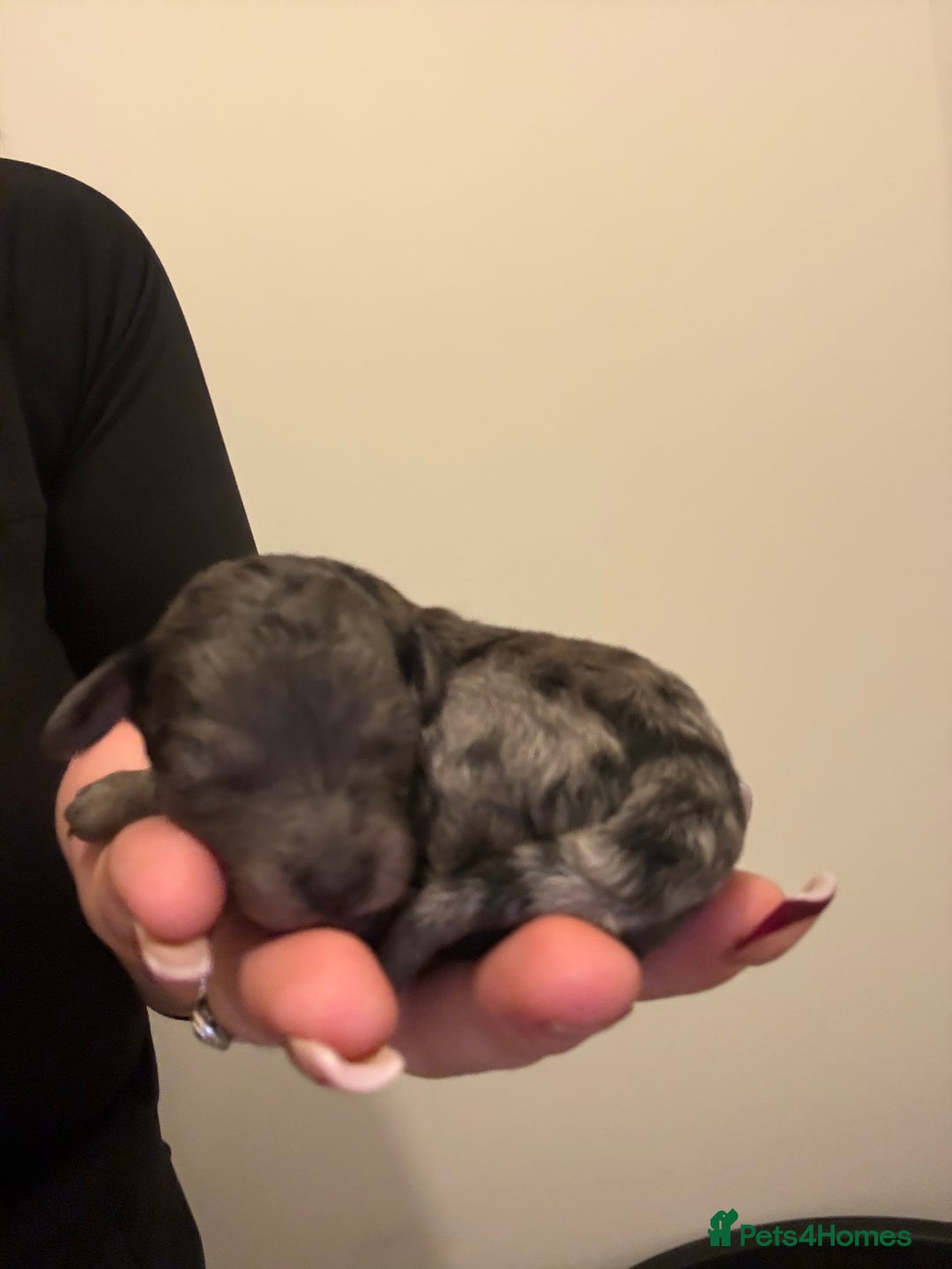 Poochon dogs for sale: 5 stunning poochon puppies with rare colourings  - Advert 8