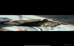 Mixed Breed cats for sale: 2 cats looking for a loving home  - Advert 2